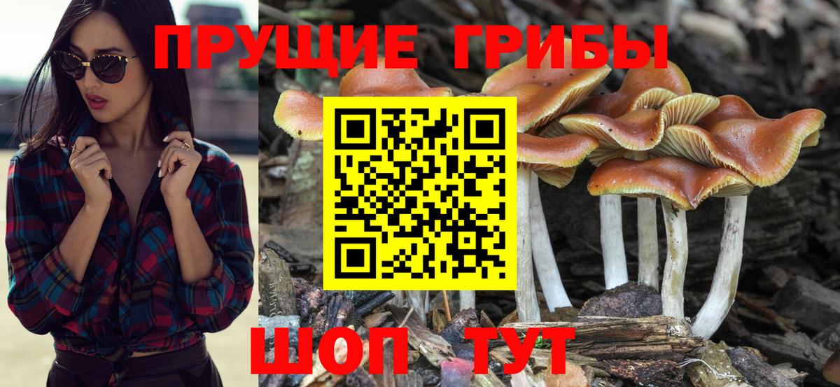 Галлюциногенные грибы Cubensis Тамбов